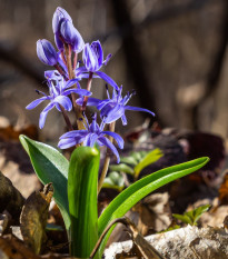 Ladoňka dvoulistá modrá - Scilla bifolia blue - cibule ladoňek - 3 ks