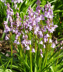 Ladoňka zvonkovitá růžová - Scilla campanulata - cibule ladoněk - 3 ks