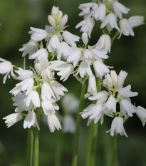 Ladoňka zvonkovitá bílá - Scilla campanulata - cibule ladoněk - 3 ks