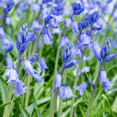 Ladoňka zvonkovitá modrá - Scilla campanulata - cibule ladoněk - 3 ks