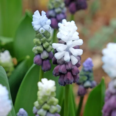 Modřenec Grape Ice - Muscari - cibule modřenců - 5 ks