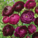 Pryskyřník Tomer Purple - Ranunculus asiaticus - hlízy pryskyřníků - 3 ks