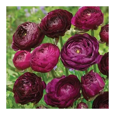 Pryskyřník Tomer Purple - Ranunculus asiaticus - hlízy pryskyřníků - 3 ks