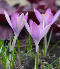 Krokus Roseus - Crocus tommasinianus - hlízy krokusů - 3 ks