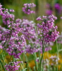 Česnek převislý - Allium cernuum - cibule česneků - 3 ks