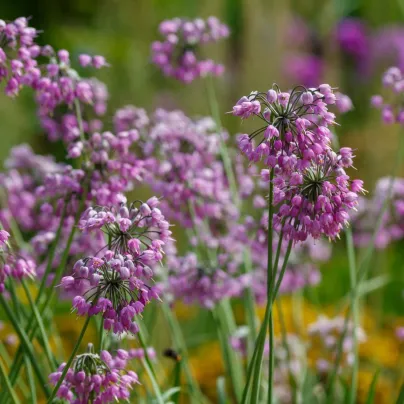 Česnek převislý - Allium cernuum - cibule česneků - 3 ks