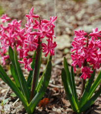 Hyacint mnohokvětý růžový - Hyacinthus - cibule hyacintů - 1 ks