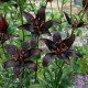 Lilie Blacklist - Lilium - cibule lilií - 1 ks