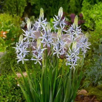 Ladoník bleděmodrý - Camassia cusickii - cibule ladoníků - 2 ks