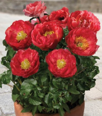 Pivoňka Patio Moscow - Paeonia lactiflora - hlízy pivoněk - 1 ks