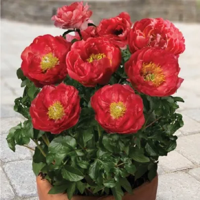 Pivoňka Patio Moscow - Paeonia lactiflora - hlízy pivoněk - 1 ks