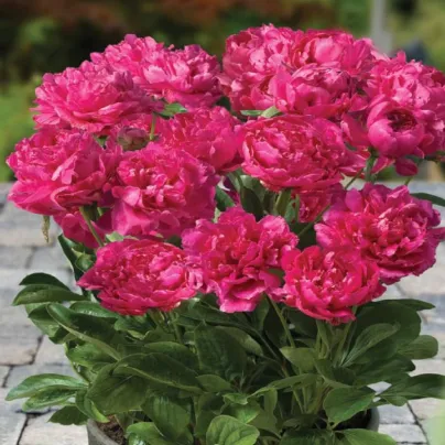 Pivoňka hrnková Patio London - Paeonia - hlízy pivoněk - 1 ks