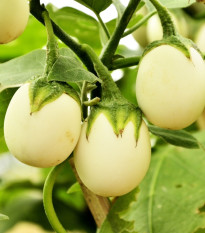 Lilek vejcoplodý Eierbaum - Solanum melongena - osivo lilku - 20 ks