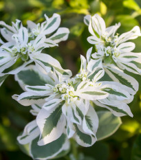 Pryšec vroubený - Euphorbia marginata - osivo pryšce - 20 ks