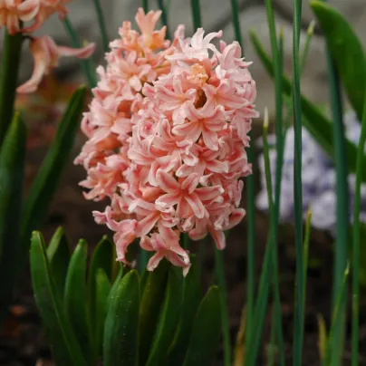 Hyacint Gipsy Queen - Hyacinthus - cibule hyacintů - 1 ks