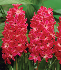 Hyacint Red Glory - Hyacinthus - cibule hyacintů - 1 ks