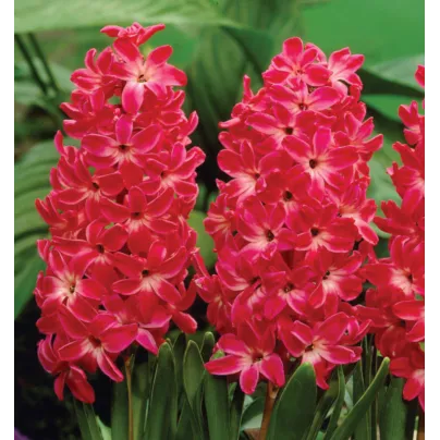 Hyacint Red Glory - Hyacinthus - cibule hyacintů - 1 ks