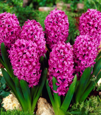 Hyacint Miss Saigon - Hyacinthus - cibule hyacintů - 1 ks