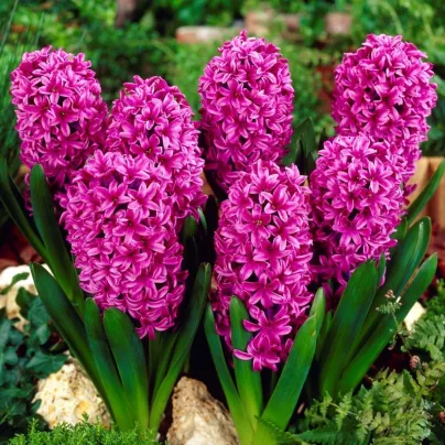 Hyacint Miss Saigon - Hyacinthus - cibule hyacintů - 1 ks