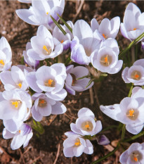 Krokus podzimní Zonatus - Crocus zonatus - hlízy krokusů - 3 ks