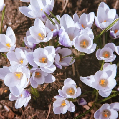 Krokus podzimní Zonatus - Crocus zonatus - hlízy krokusů - 3 ks