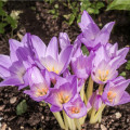 Ocún Naháček - Colchicum giant - hlízy ocúnů - 1 ks