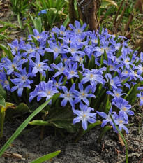 Ladonička bělomodrá - Chionodoxa forbesi blue - cibule ladoniček - 5 ks