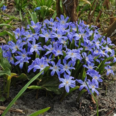 Ladonička bělomodrá - Chionodoxa forbesi blue - cibule ladoniček - 5 ks