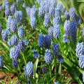 Modřenec arménský - Muscari armeniacum - cibule modřenců - 5 ks