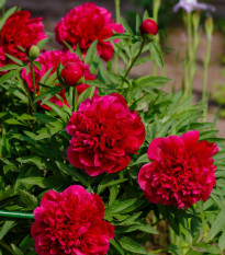 Pivoňka lékařská Rubra Plena - Paeonia officinalis - hlízy pivoňek - 1 ks