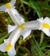 Kosatec holandský White Excelsior - Iris hollandica - cibulky kosatců - 3 ks