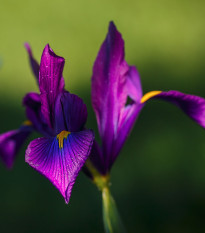 Kosatec holandský Purple Sensation - Iris hollandica - cibulky kosatců - 3 ks