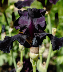 Kosatec německý Black Night - Iris germanica - hlízy kosatců - 1 ks