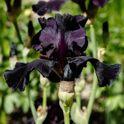 Kosatec německý Black Night - Iris germanica - hlízy kosatců - 1 ks