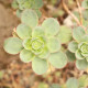 Růžicovka - Aeonium spathulatum - osivo růžicovky - 8 ks