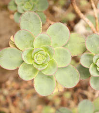 Růžicovka - Aeonium spathulatum - osivo růžicovky - 8 ks