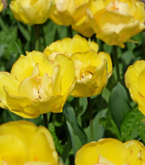 Tulipán plnokvětý Akebono - Tulipa - cibule tulipánů - 3 ks