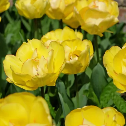 Tulipán plnokvětý Akebono - Tulipa - cibule tulipánů - 3 ks