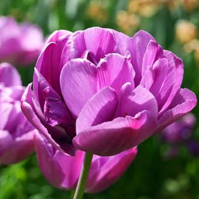 Tulipán Blue Diamond - Tulipa - cibule tulipánů - 3 ks