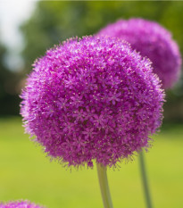 Česnek obrovský Giganteum - Allium giganteum - cibule česneků - 1 ks