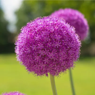 Česnek obrovský Giganteum - Allium giganteum - cibule česneků - 1 ks