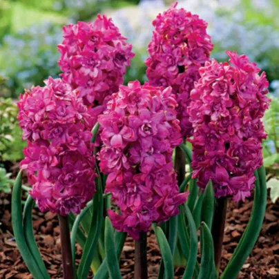 Hyacint plnokvětý Red Diamond - Hyacinthus - cibule hyacintů - 1 ks