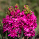 Hyacint plnokvětý Red Diamond - Hyacinthus - cibule hyacintů - 1 ks