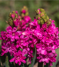 Hyacint plnokvětý Red Diamond - Hyacinthus - cibule hyacintů - 1 ks