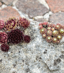 Netřesk - Skalní růže směs - Sempervivum hybridum - osivo netřesku - 30 ks