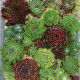 Netřesk - Skalní růže směs - Sempervivum hybridum - osivo netřesku - 30 ks