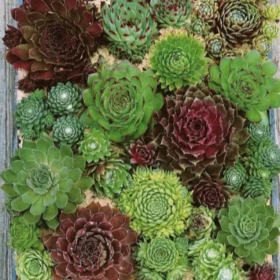 Netřesk - Skalní růže směs - Sempervivum hybridum - osivo netřesku - 30 ks