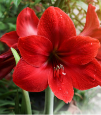 Hvězdník Red Lion - Hippeastrum - cibule hvězdníků - 1 ks