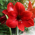 Hvězdník Red Lion - Hippeastrum - cibule hvězdníků - 1 ks