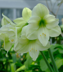 Hvězdník Limona - Hippeastrum - cibule hvězdníků - 1 ks